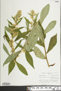 Solidago curtisii image