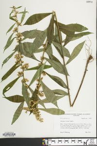 Solidago curtisii image