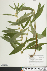 Solidago curtisii image