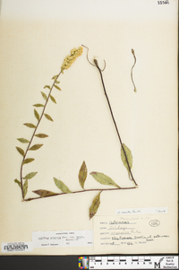 Solidago erecta image