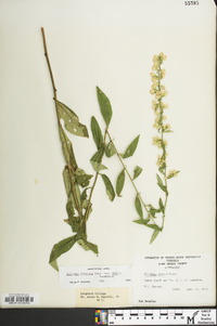 Solidago erecta image