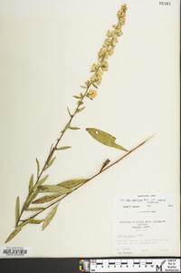 Solidago erecta image