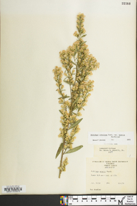 Solidago erecta image