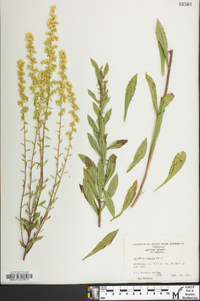 Solidago erecta image