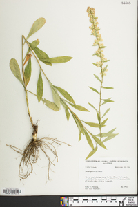 Solidago erecta image