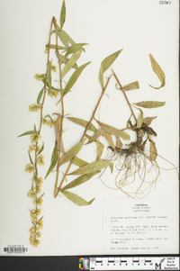 Solidago erecta image