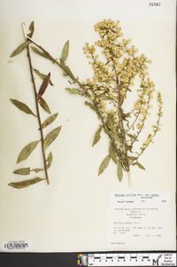 Solidago erecta image