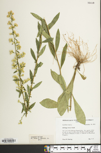 Solidago erecta image