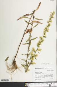 Solidago erecta image