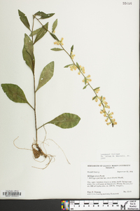 Solidago erecta image