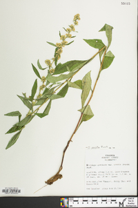 Solidago erecta image