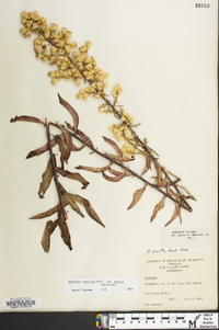 Solidago erecta image