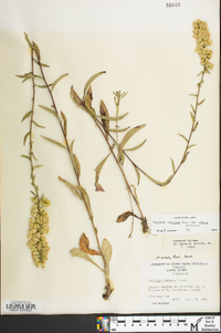 Solidago erecta image