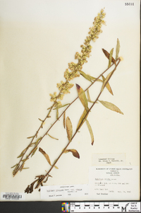 Solidago erecta image