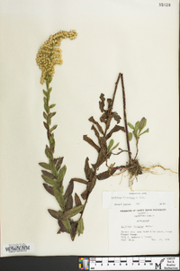 Solidago fistulosa image