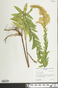 Solidago fistulosa image