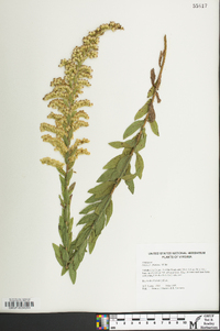 Solidago fistulosa image