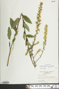 Solidago hispida image