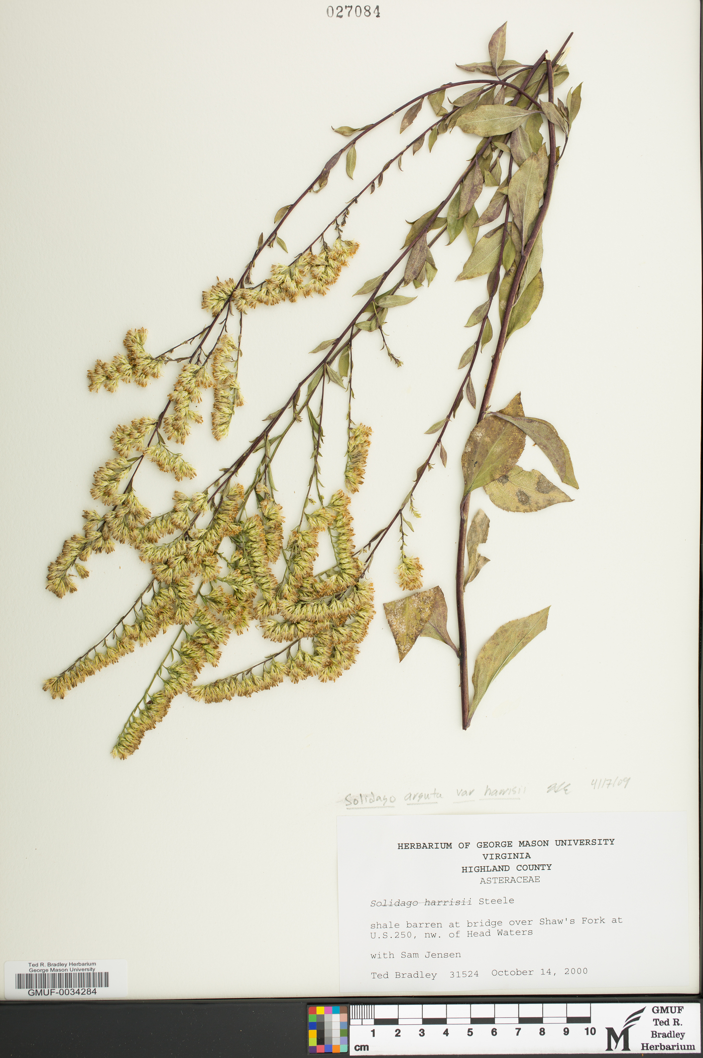 Solidago harrisii image