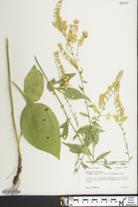 Solidago harrisii image