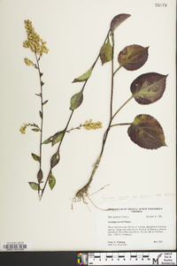 Solidago harrisii image