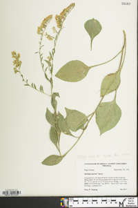 Solidago harrisii image