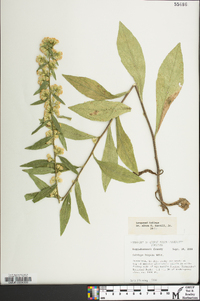 Solidago hispida image