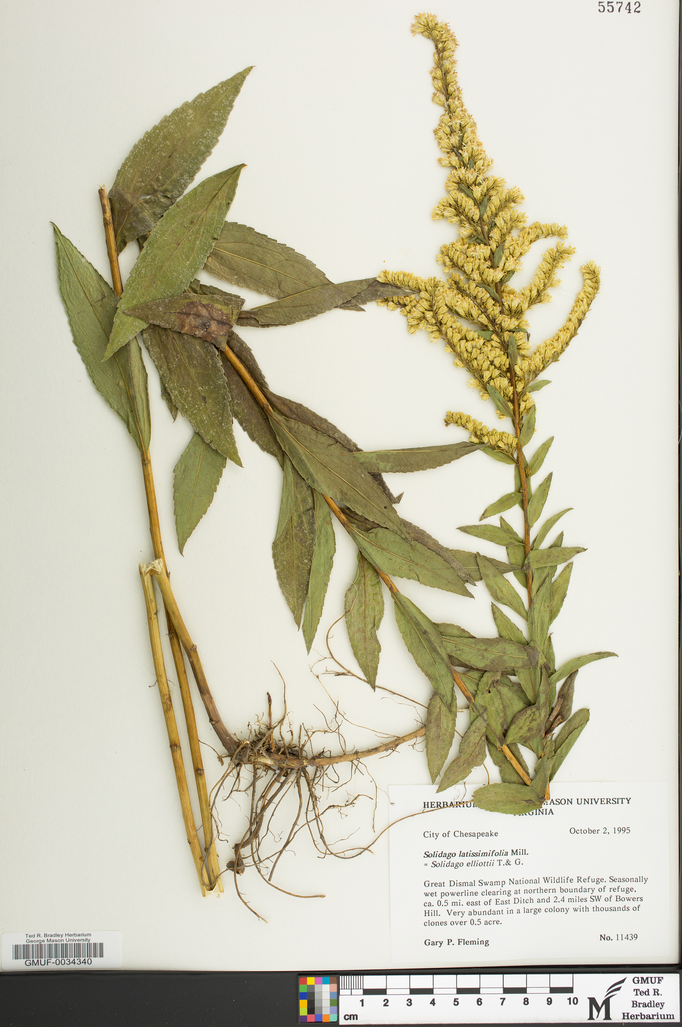 Solidago latissimifolia image