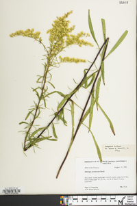 Solidago pinetorum image