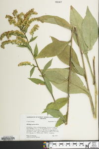 Solidago patula image