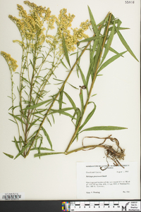 Solidago pinetorum image