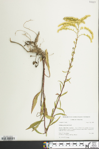 Solidago pinetorum image