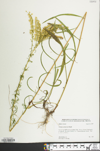 Solidago pinetorum image