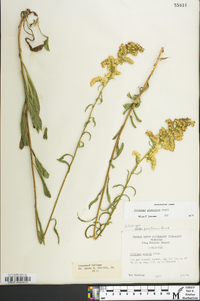 Solidago pinetorum image