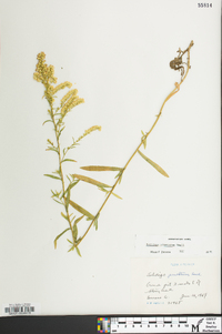 Solidago pinetorum image