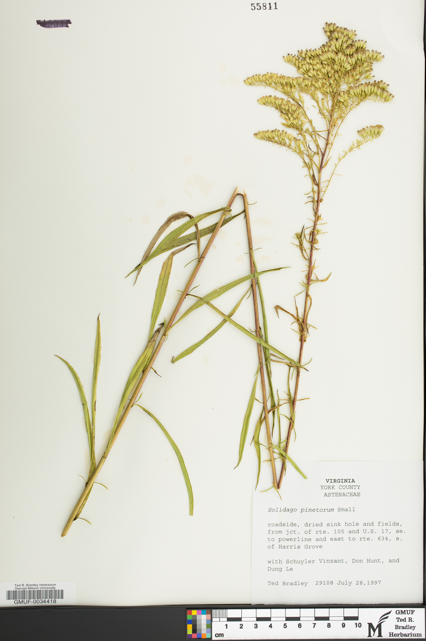 Solidago pinetorum image