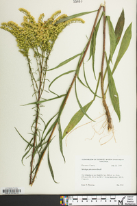 Solidago pinetorum image