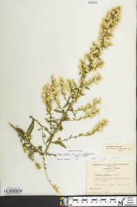 Solidago puberula image