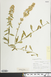 Solidago puberula image