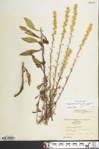 Solidago puberula image