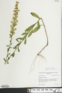 Solidago puberula image