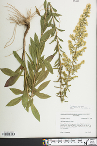 Solidago puberula image