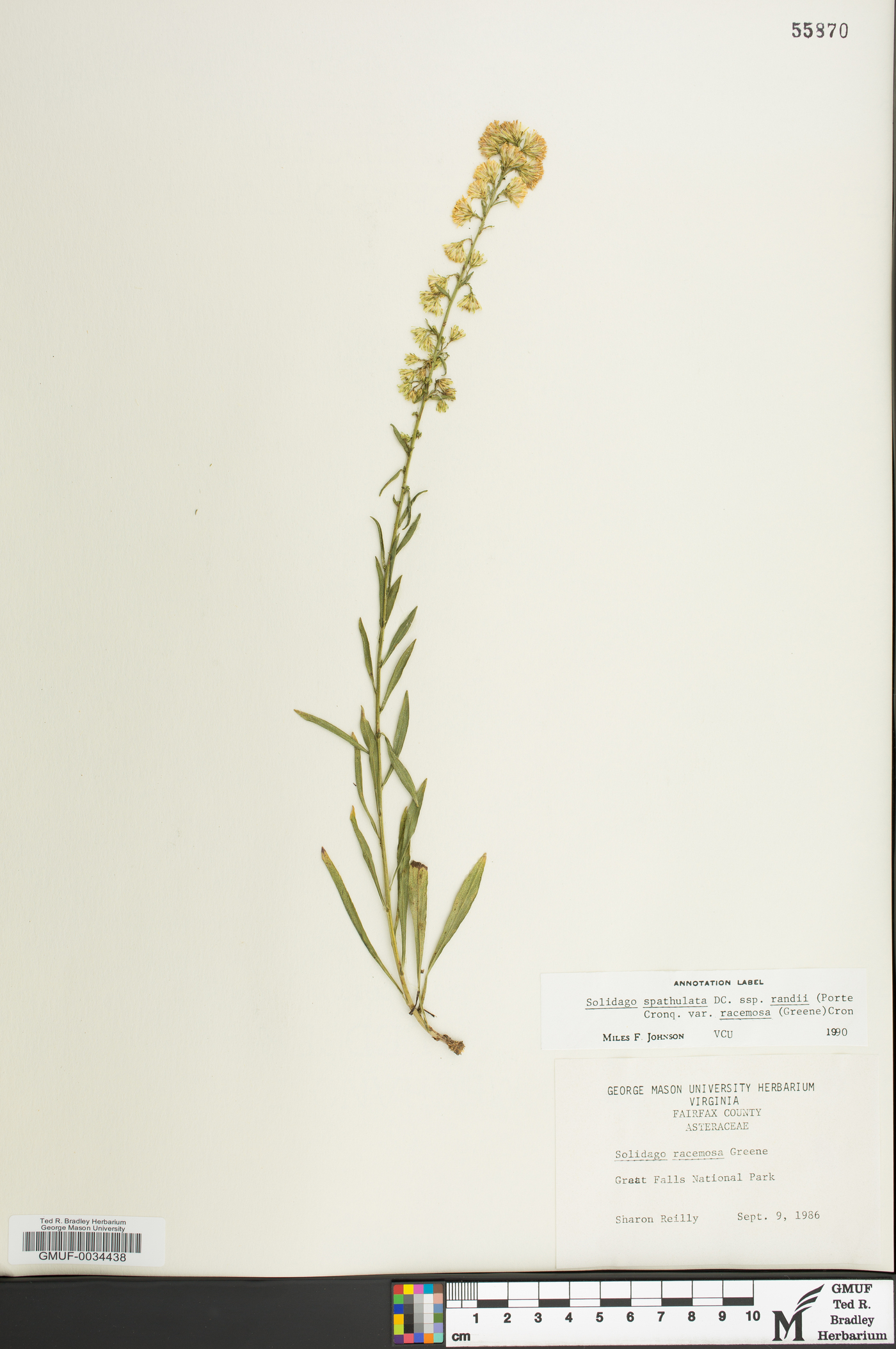 Solidago racemosa image