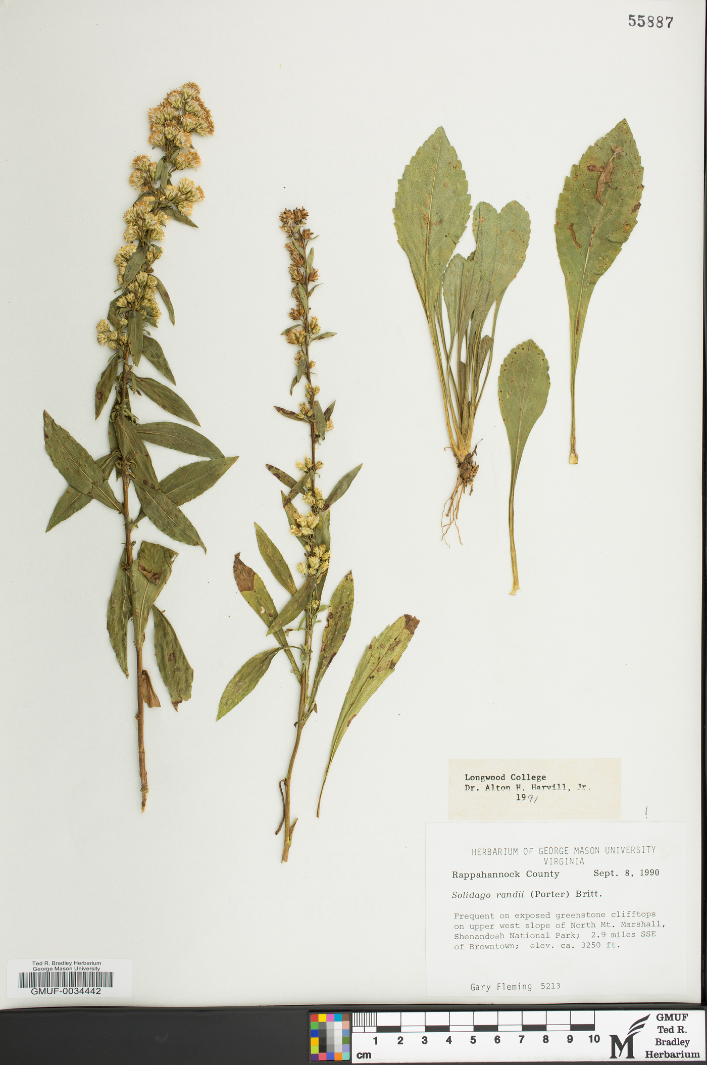 Solidago randii image