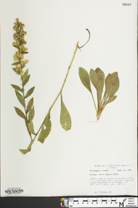 Solidago randii image