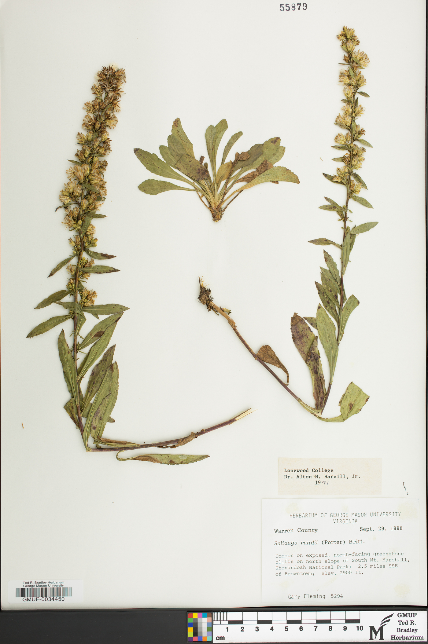 Solidago randii image