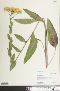 Solidago rigida image