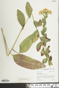 Solidago rigida image