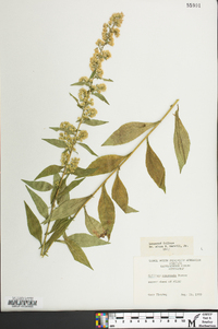 Solidago roanensis image