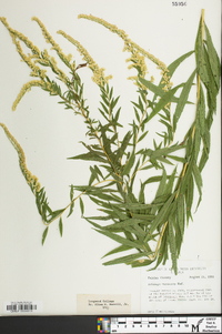 Solidago rupestris image